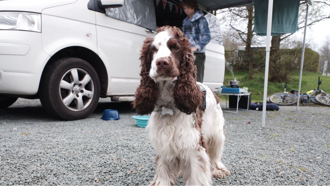 The things you need to know about taking your dog on a motorhome holiday!